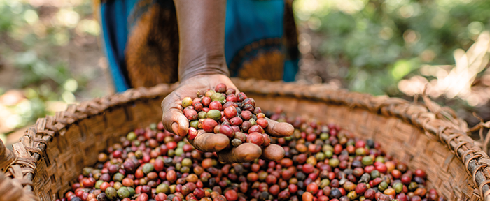 Koffieproject in Oeganda